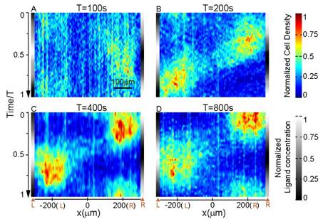 F:\luocx\mypaper\2011paper\PNAStougao\old\fig3.jpg